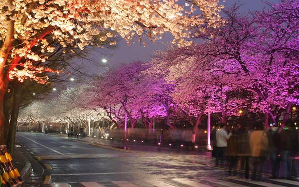 2025년 봄나들이 추천! 전국 가볼 만한 명소 Best 8