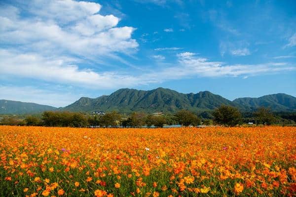 가초온천-꽃단지-가을전경