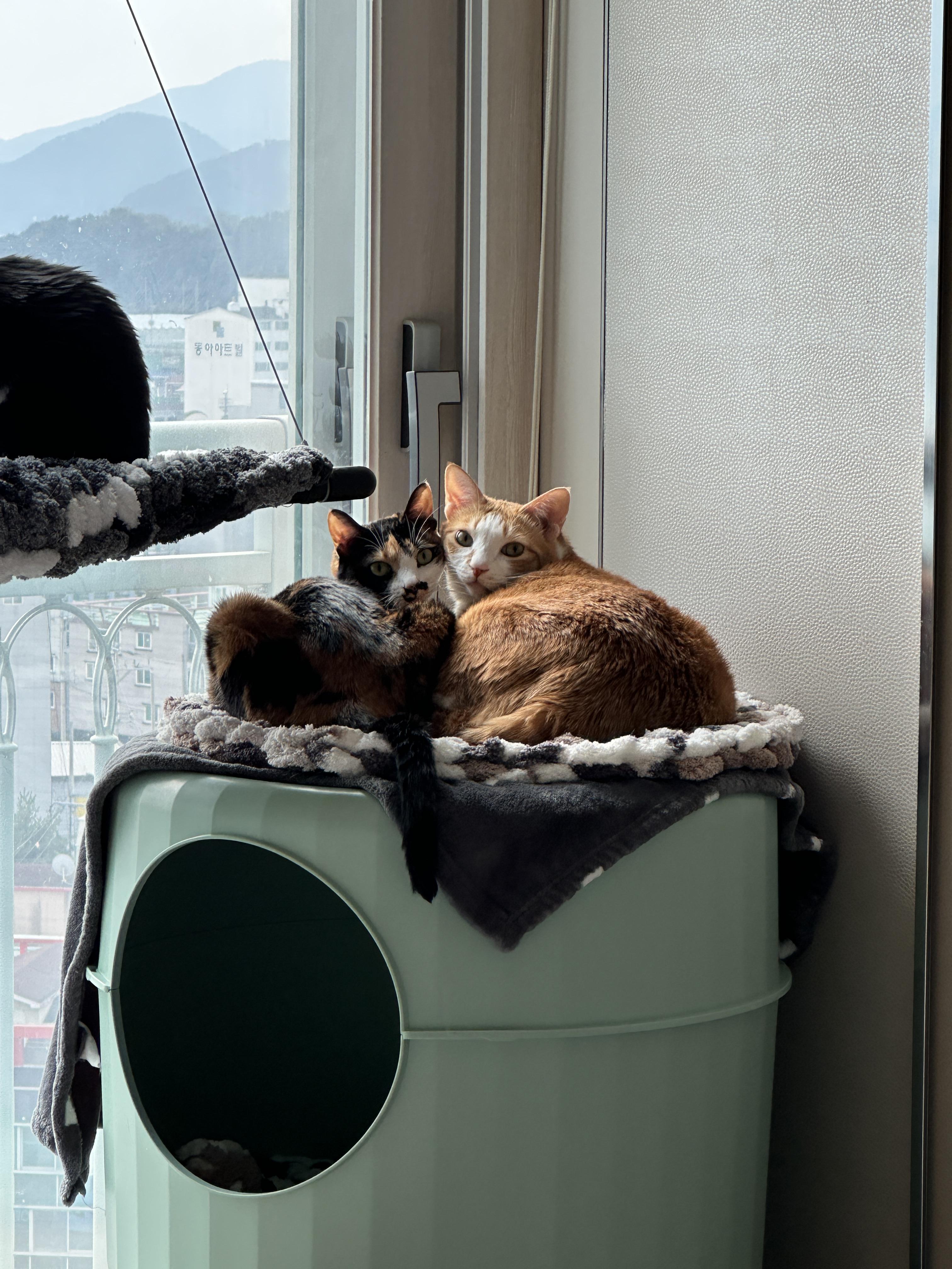 마카롱하우스_위에서_다정하게_같이_돌아보고_있는_치즈냥이_호야랑_삼색냥이_다다