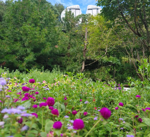 경기도 단풍 명소 곤지암 화담숲