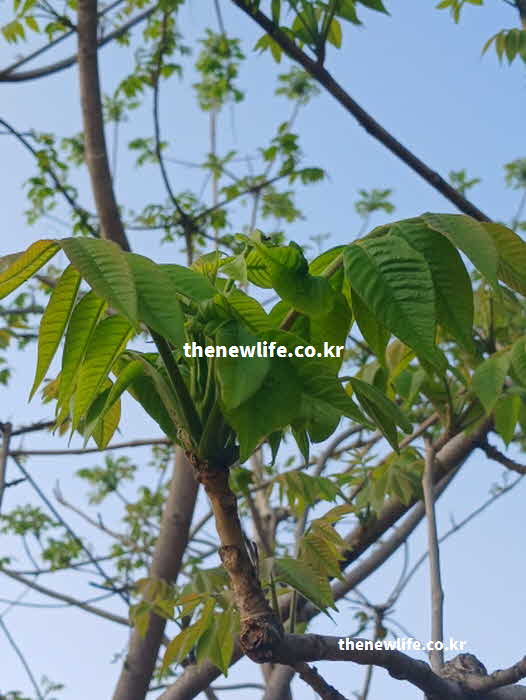 가죽나물 효능 소화 촉진 식이섬유