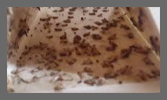 권연벌레 물린자국 퇴치법