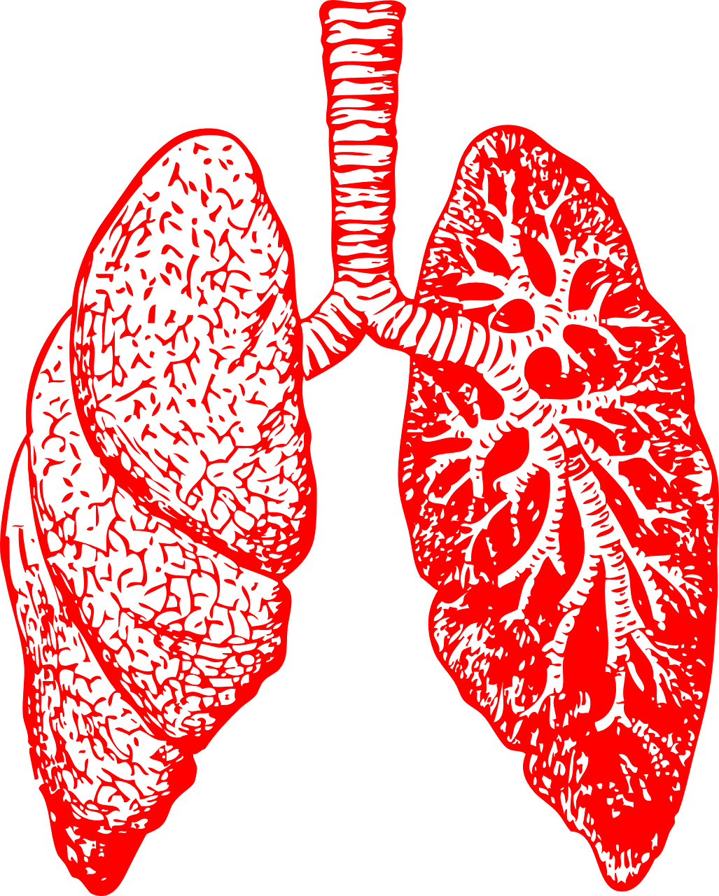 폐고혈압(Pulmonary Hypertension)이란? 원인부터 증상, 치료까지 완전 정복