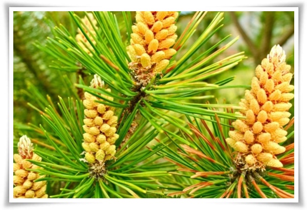 &quot;송화가루, 송진가루&quot; 솔솔 날아온 자연의 선물 노란 가루 효능과 알레르기 대처법!