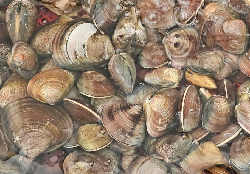 6시내고향 서천특화시장 물메기 백합 수조에 들어가 있는 모습