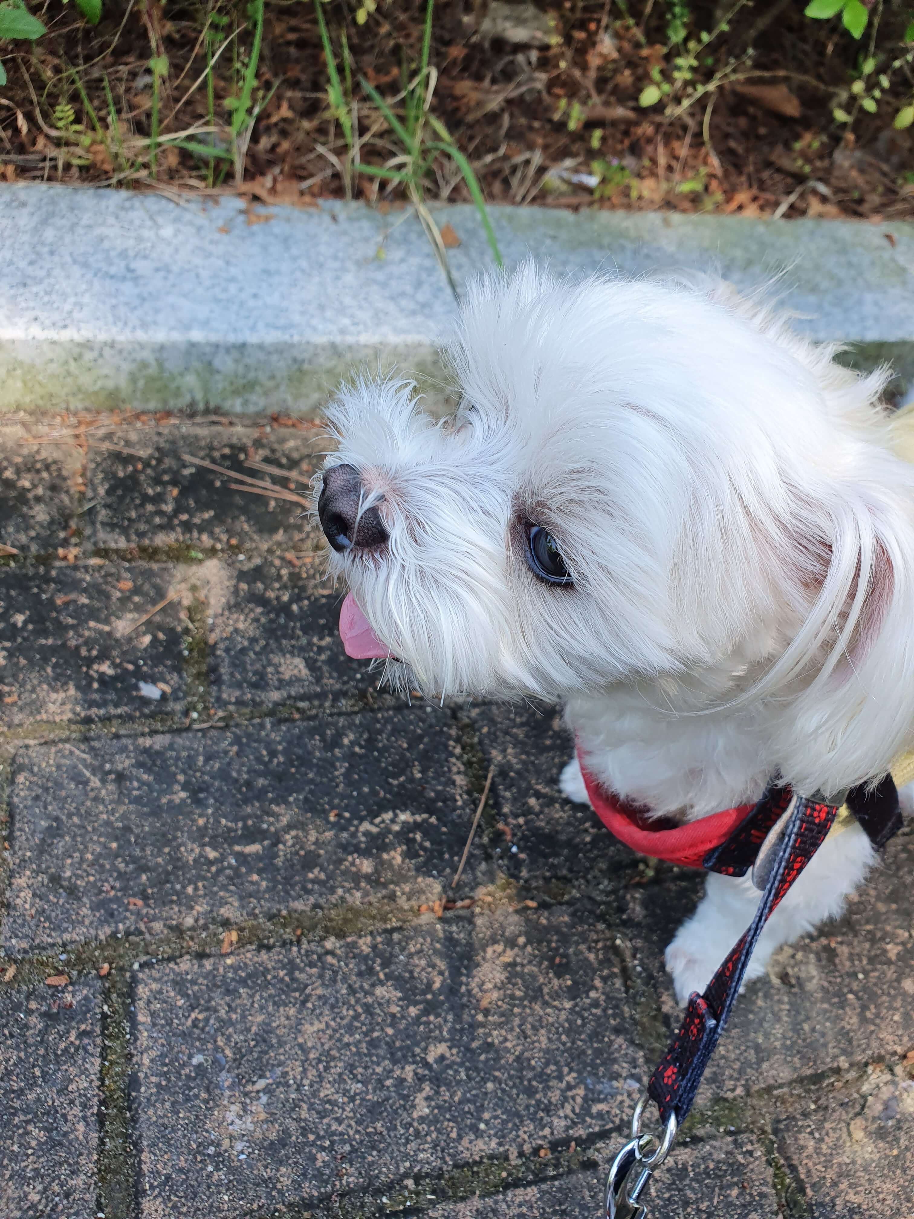 더워서-헐떡이는-강아지-두부