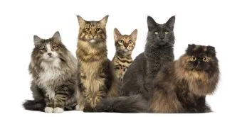 고양이 수명 평균 품종별 집고양이_5