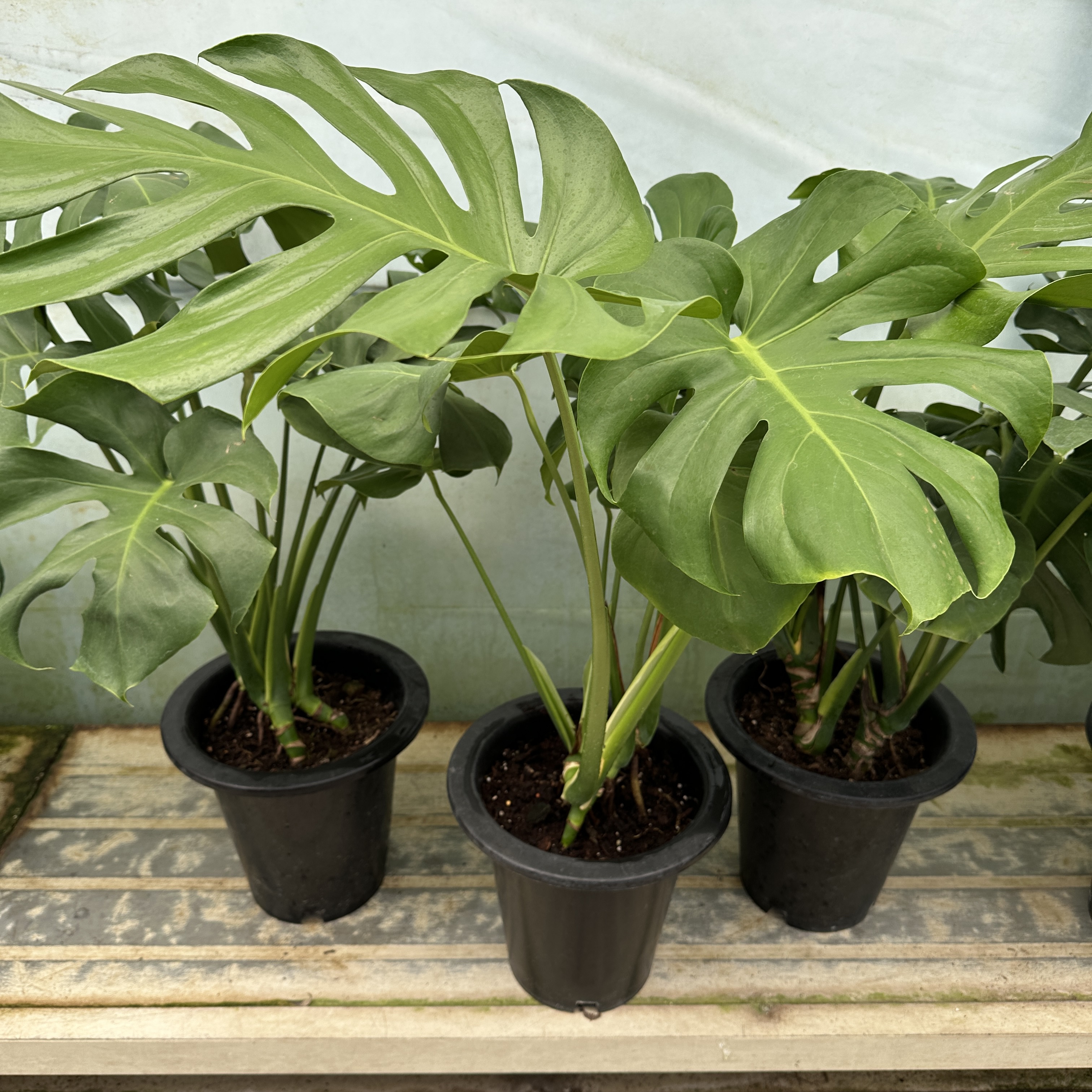 몬스테라 키우기