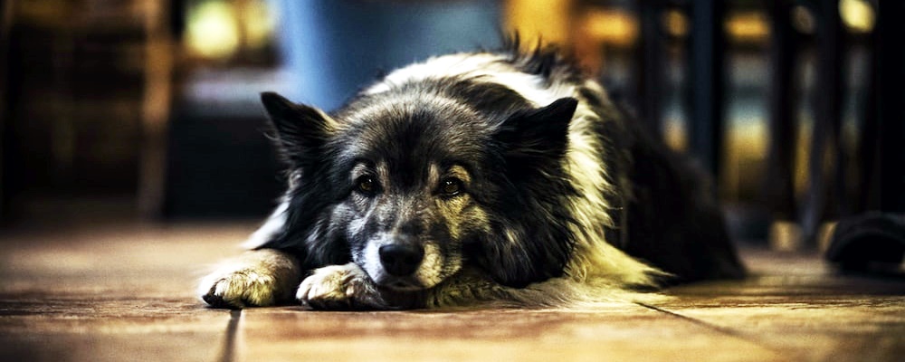 새끼 강아지 키우는법 40 이미지