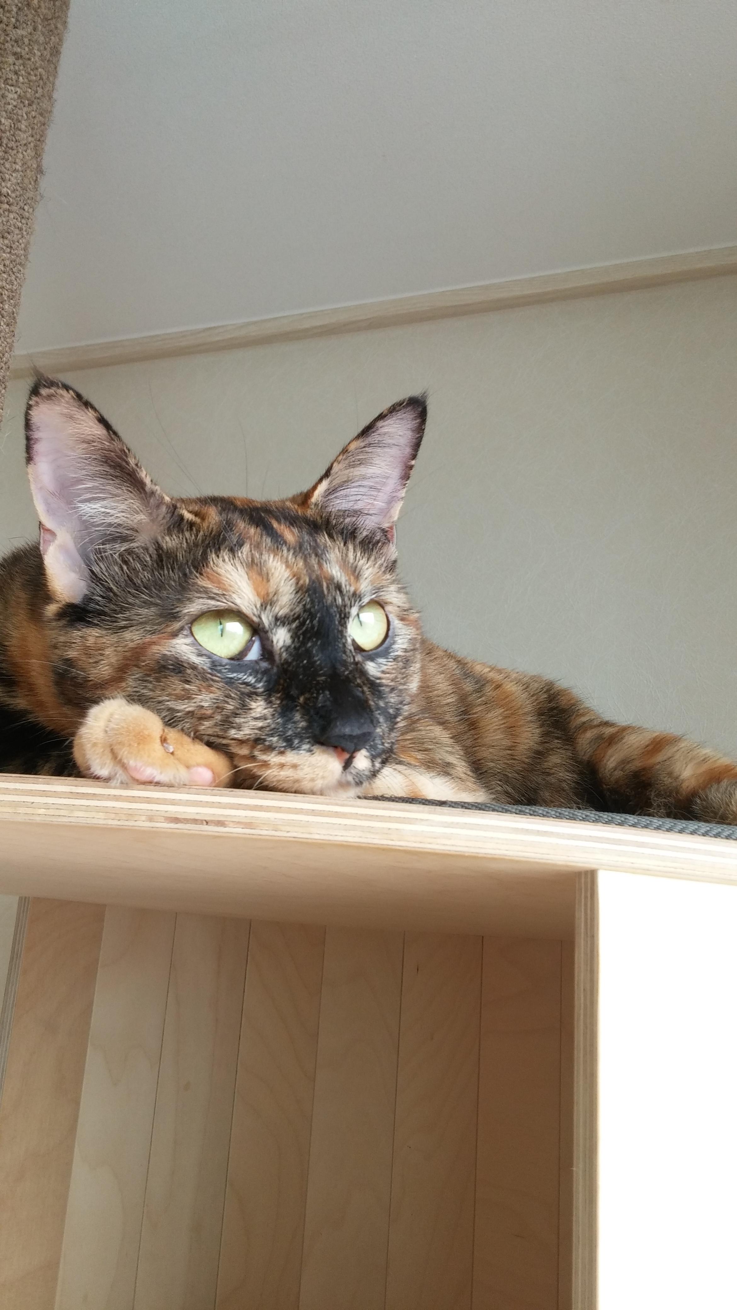 은둔형 고양이 카오스삼색이 사랑이