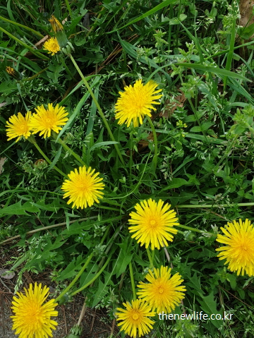 피부 건강에 좋은 항산화 성분을 함유한 노란 민들레꽃 근접 사진