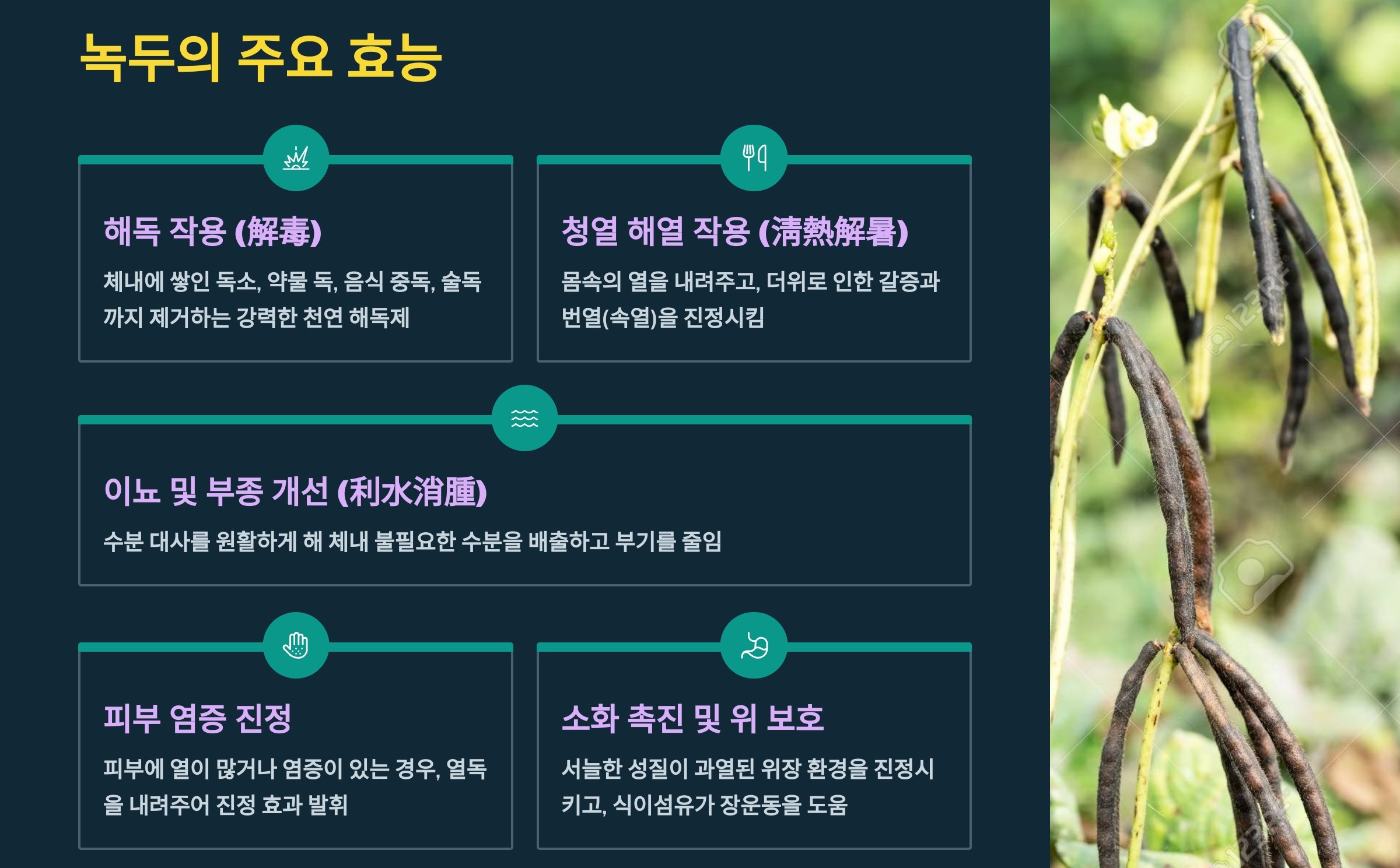 녹두의효능