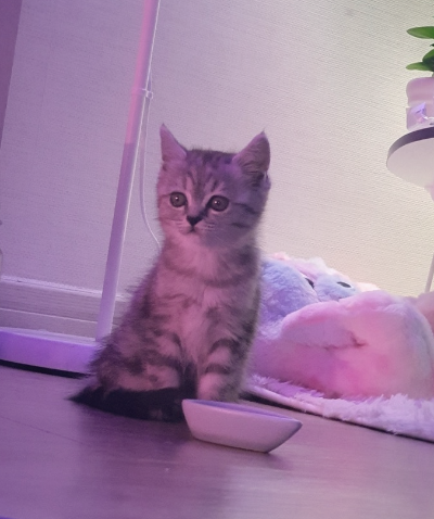 작고 얕은 소스 그릇을 식기로 사용하며 얌전히 앉아있는 입양 초기 모습의 회색 아기 고양이 별찌