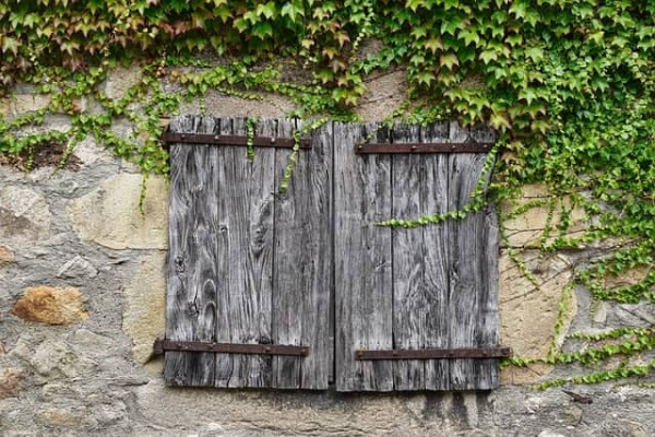 乙을목 덩굴식물의 힘