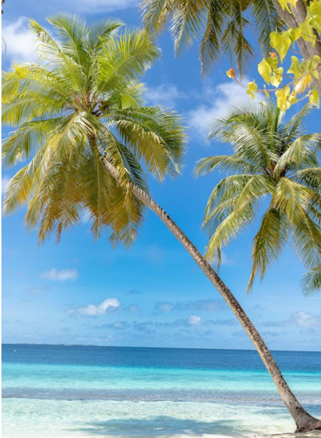 사이판 입국심사 질문