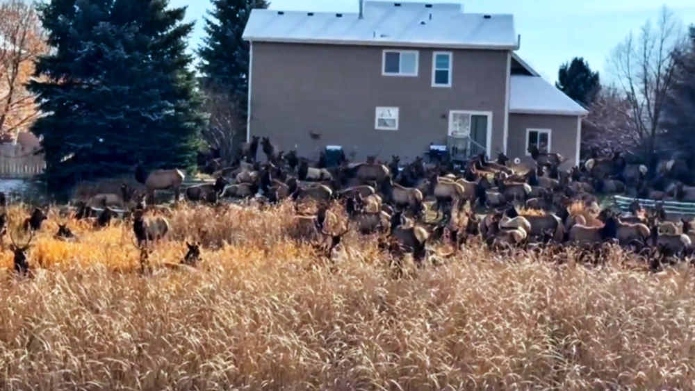 미국 여성, 하룻밤 새 ‘사슴 수백 마리’가 집 마당에 나타난 충격적인 광경