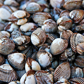 꼬막 해감쉽게하는법