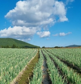 보롬왓 대파축제 2025