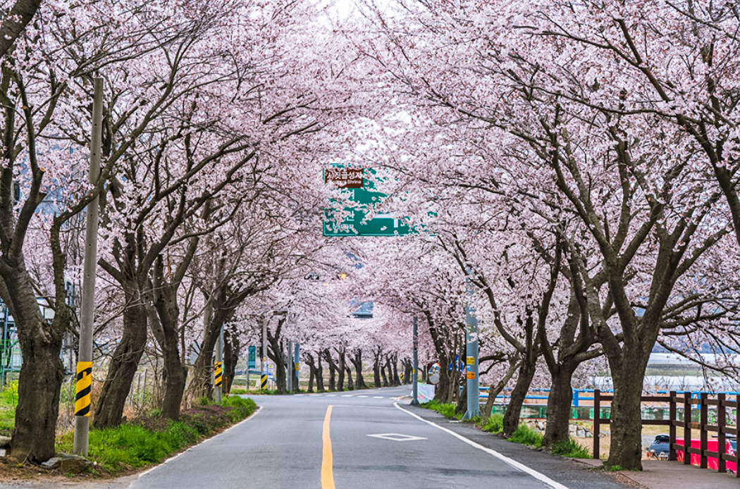 보령 주산 벚꽃 축제