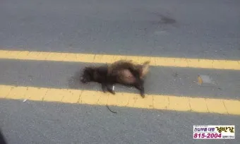 야생 너구리 도시 특징 매력 성격_15