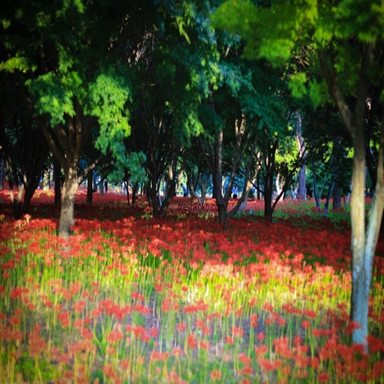 영광 불갑산 상사화축제