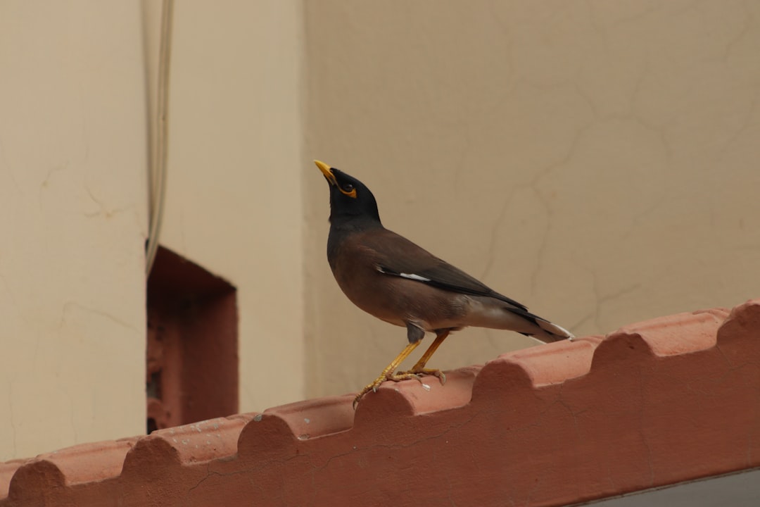Visitor