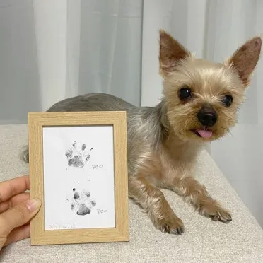 고양이 발톱 빠짐 피 염증_4