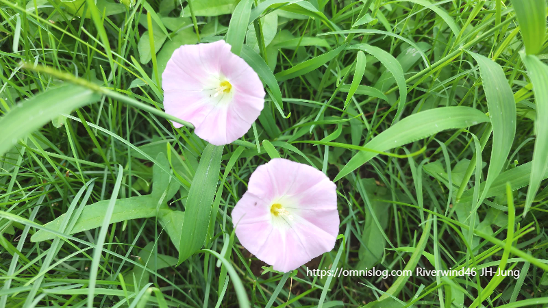 메꽃, 선화(旋花),Bindweed