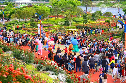 삼척 장미축제