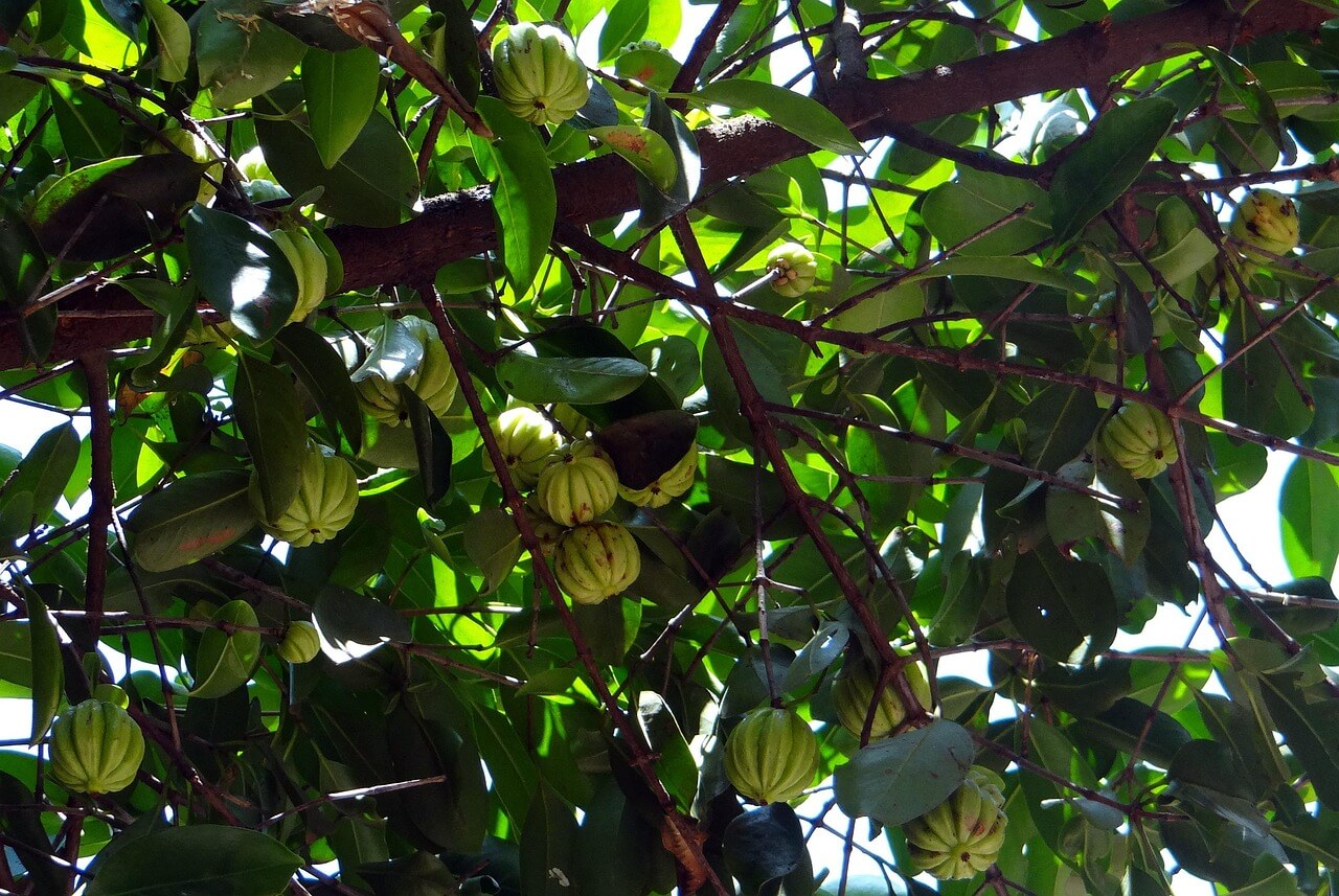 진짜 살 빠지는 다이어트 보조제 추천과 부작용&middot;성분까지 완벽 정리