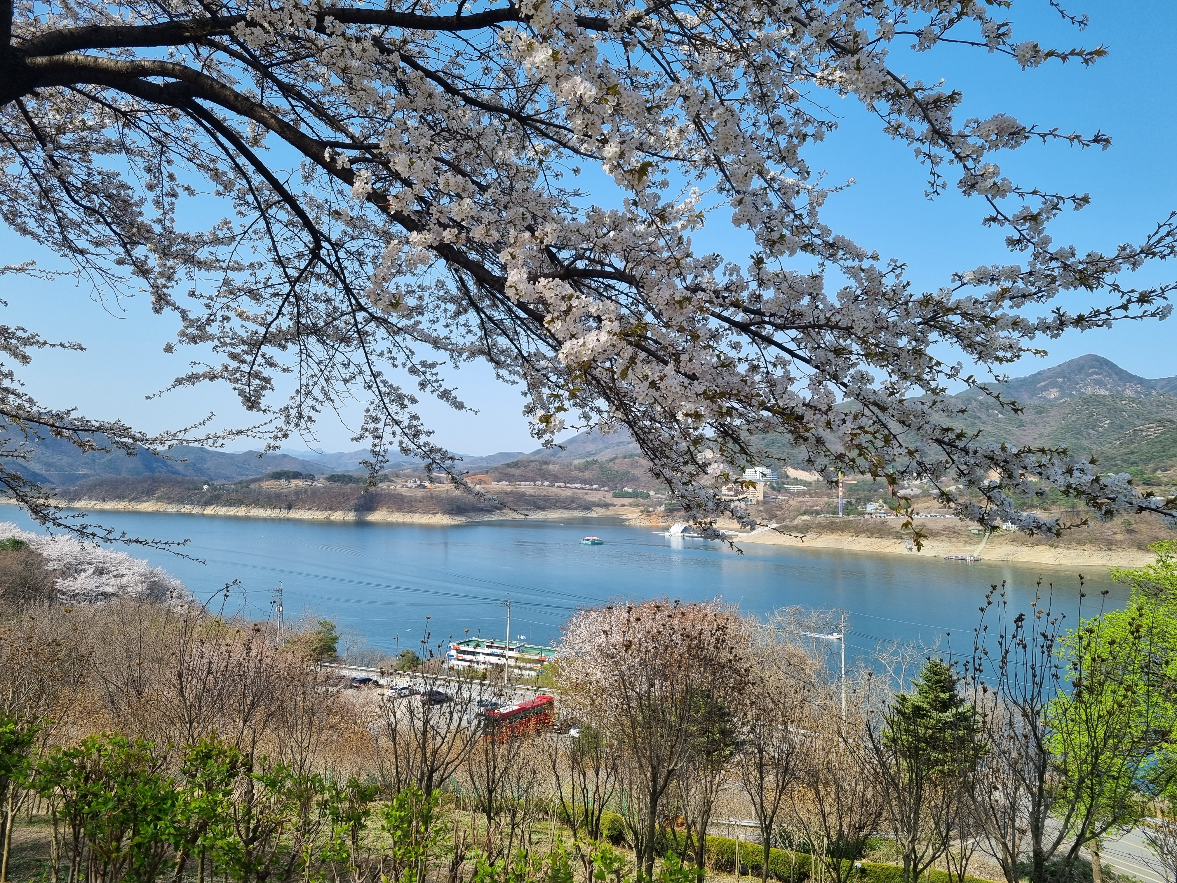 제천 청풍호 벚꽃