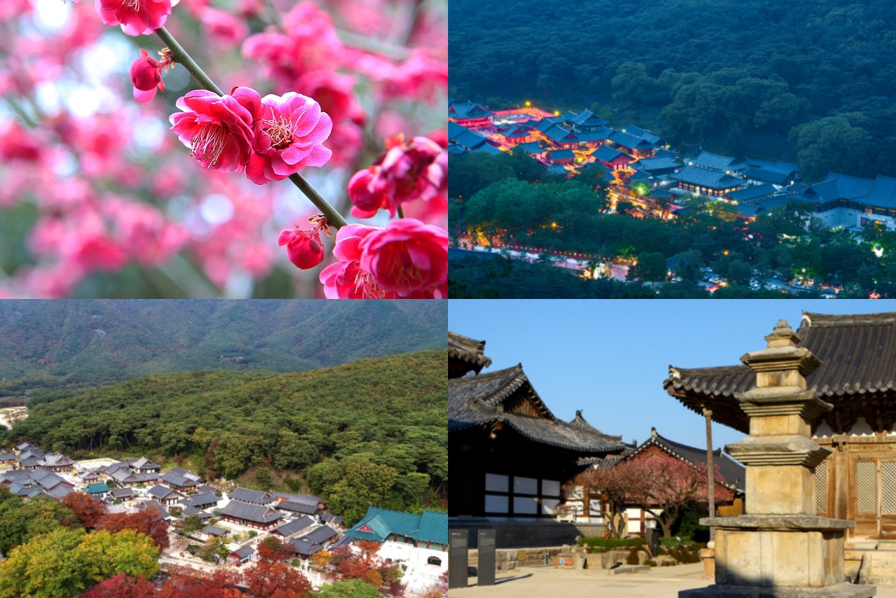 통도사 홍매화 개화시기