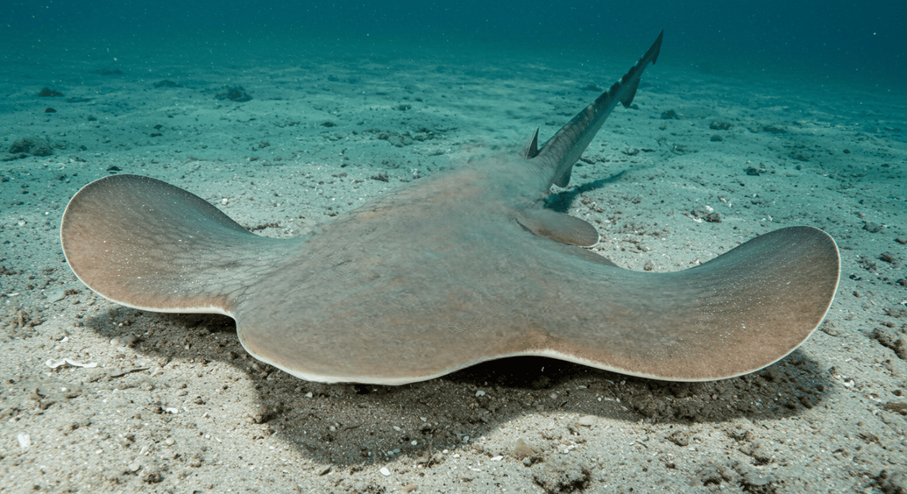 엔젤상어 이미지