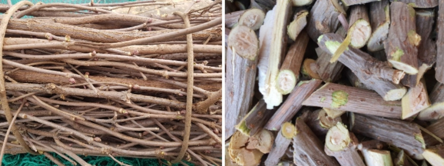 야생에서 채취를 한 딱총나무의 줄기를 묶어 놓은 것을 왼쪽 사진에, 그 줄기를 크게 썰어 놓은 것을 오른쪽 사진에 둔 사진