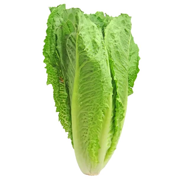 로메인 재배 재식 거리 통풍 확보 병해 줄이기_1