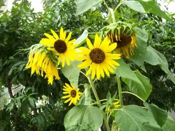 해바라기 재배 파종 깊이 지주 세우기 씨앗 수확_5