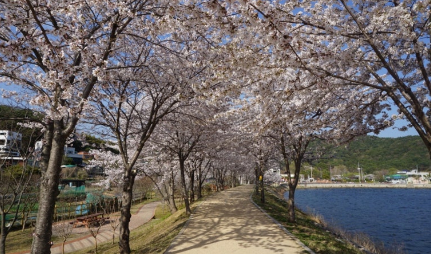 회동수원지 벚꽃길