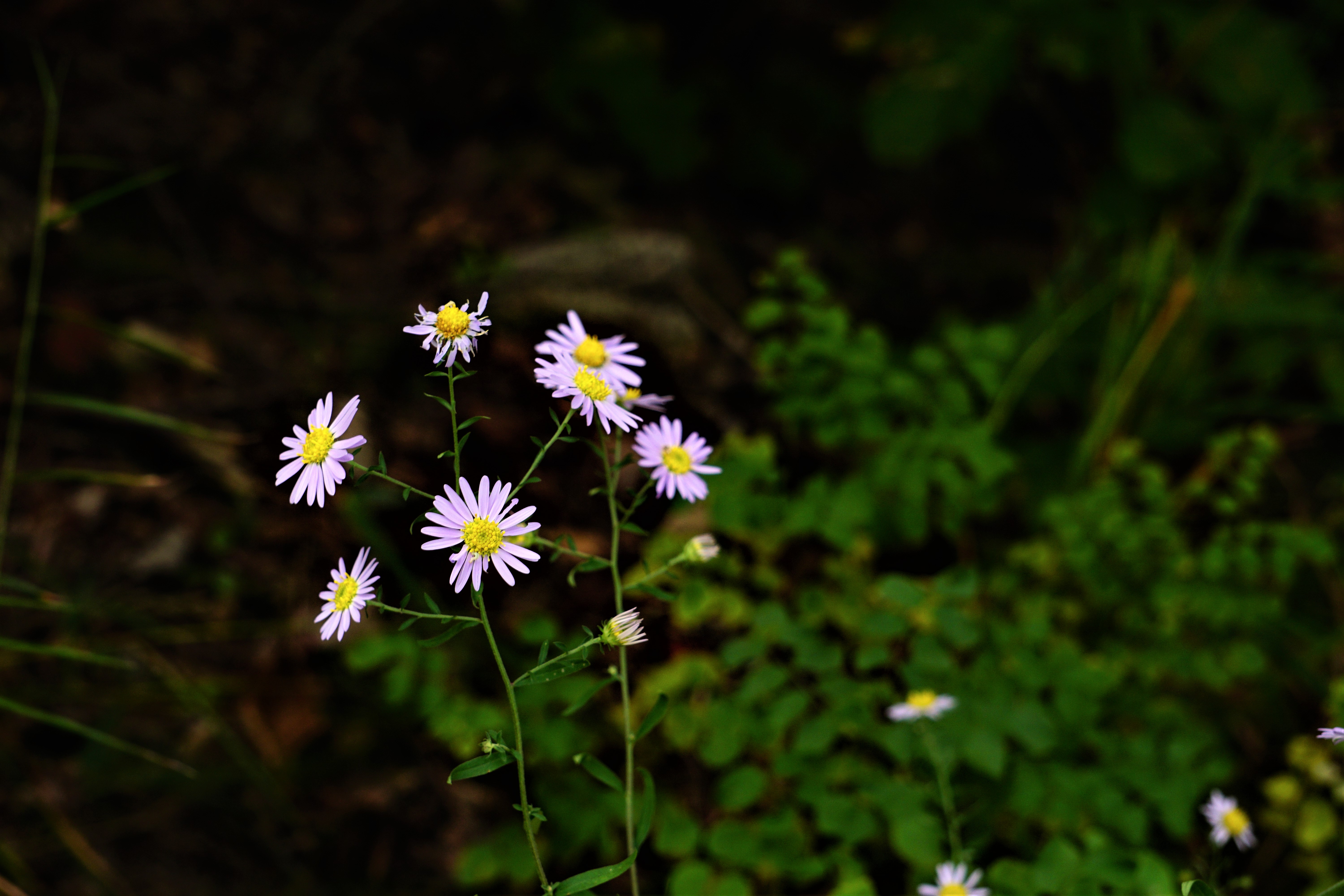 가을꽃 4장 사진입니다, 연보라빛 쑥부쟁이, 흰 구절초, 노란 고들빼기, 한들거리는 강아지풀,