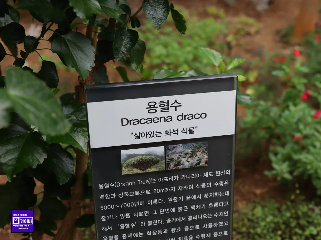용혈수 - Dracaena Draco