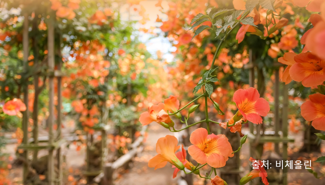여름꽃 능소화축제 제주 비체올린 포토 명소 (개화시기, 꽃말, 일정 총정리)