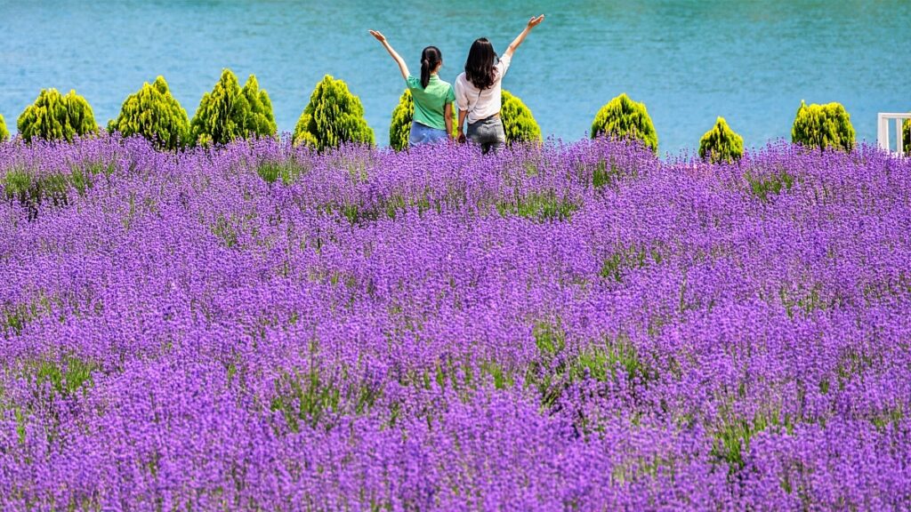 6월 강원도 여행 추천지_라벤더 축제