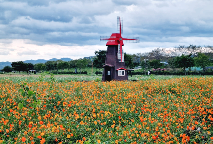 남지체육공원 황화코스모스