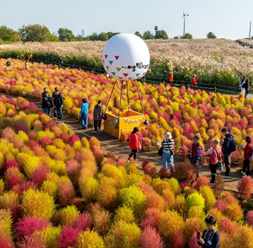 10월 가을축제 추천! 서울억새축제