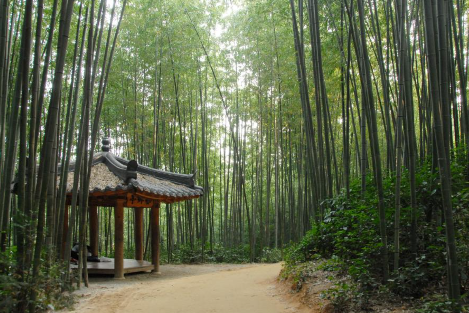 담양죽녹원