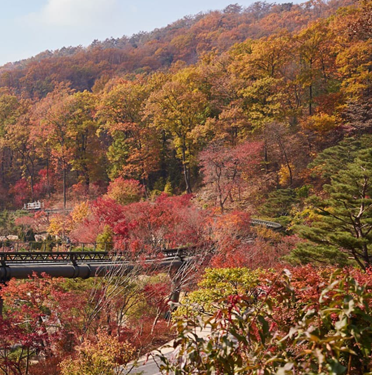 화담숲 벚꽃 개화시기 명소