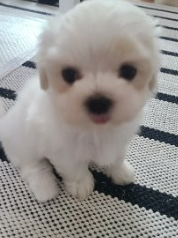 강아지입양 준비