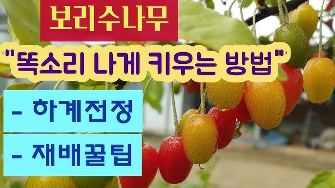보리수나무 재배 전정 관리 착과 유도 열매 활용_6