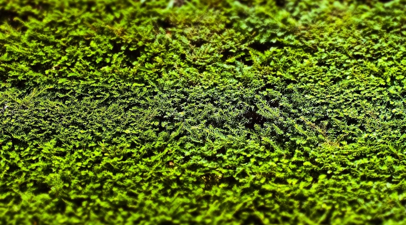 드래그 체인이란 무엇인가?