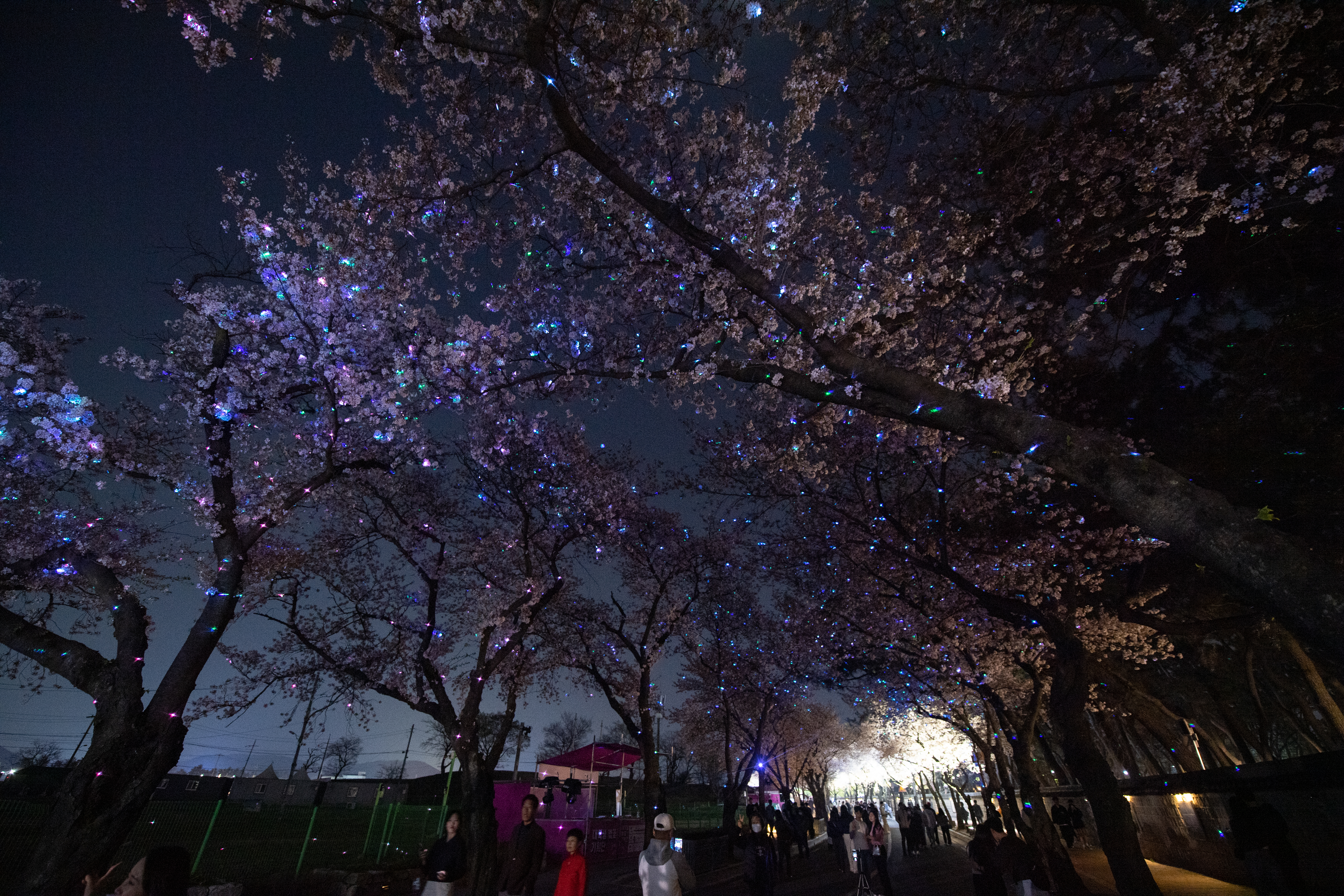 벚꽃 라이트쇼