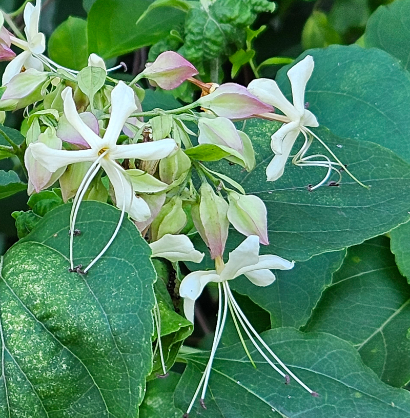 누리장나무 꽃 2